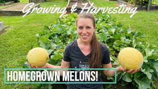 Homegrown Cantaloupe Melons How to Grow and When to Harvest [upl. by Atekihc719]