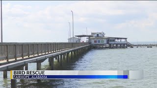 WATCH Second seabird rescued at Fairhope Pier within days  heres why [upl. by Elamrej667]