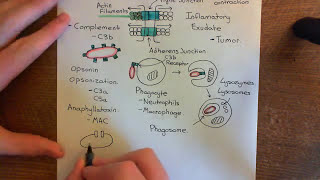 Leukocyte Extravasation Part 4 [upl. by Neidhardt]