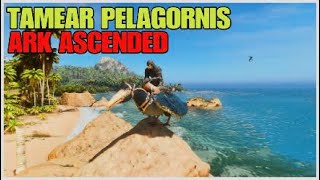 como TAMEAR un PELAGORNIS en ARK ASCENDED en 1 minuto ASA 🪿 [upl. by Leno]