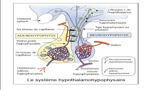 Axe Hypothalamohypophysaire 01 Biochimie [upl. by Comras12]