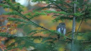 Chouette chevechette  Glaucidium passerinum [upl. by Revell]