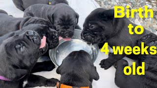 Cane Corso PUPPIES from birth till 4 weeks old ​⁠canecorso dogtraining dog [upl. by Ellenad]