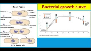 General microbiology 7  Bacterial growth [upl. by Lunneta]