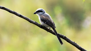 Bird call  Long tailed Shrike [upl. by Annahtur]