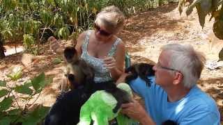 Orphaned Spider Monkey Lolita and Baby Howler Monkeys [upl. by Ibby]