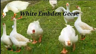 Embden Geese Noise  Embden Geese  White Embden Geese [upl. by Norreg]