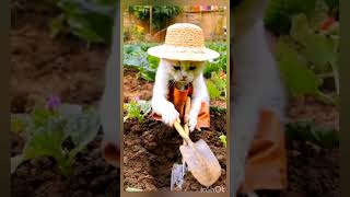 ☺️বিড়ালের কাজ  Cat work  cat  cat comedy work [upl. by Marino]