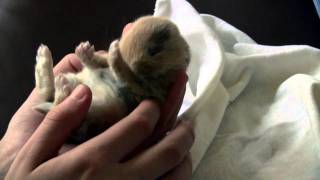 Baby Bunny  9 Day Old Rabbit Grooming Himself [upl. by Colston862]