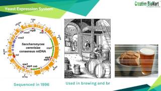 Recombinant Protein and Its Expression Systems [upl. by Schoenburg]