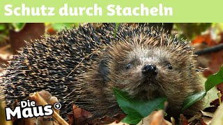 Warum hat der Igel Stacheln  DieMaus  WDR [upl. by Lander763]