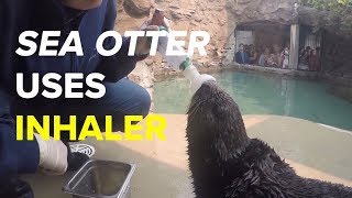 Sea otter with asthma uses inhaler [upl. by Alil]