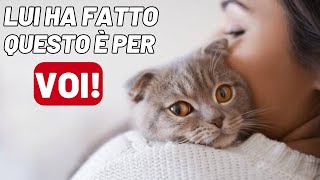 Se il tuo gatto fa queste 8 cose ha un imprinting su di te [upl. by Lissi]