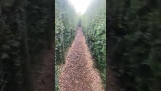 The Yew Maze In Hever Castle amp Gardens [upl. by Vander]