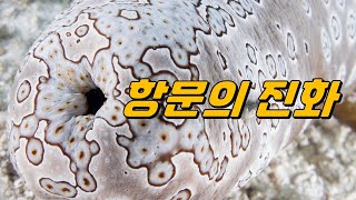 항문은 왜 나타나게 됐을까｜항문이 여러 개인 동물도 있을까 [upl. by Ardnaik]