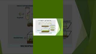 Micropropagation in Plant Tissue Culture conceptsofbotany micropropagation clonalpropagation [upl. by Udela256]