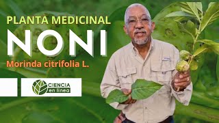 Conoce el NONI Morinda citrifolia L Una planta medicinal 🌱 [upl. by Ydissahc]