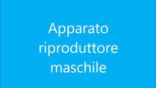 Apparato riproduttore maschile [upl. by Iralam352]