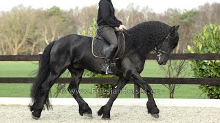 Friesian dressage horse Floris [upl. by Aicenav]