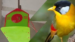 Unboxing Birds House mysterytravelsTamil889Meesho [upl. by Cathyleen724]