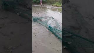 Fishpond letsgofishing fishing frestfist tilapia [upl. by Yellas]