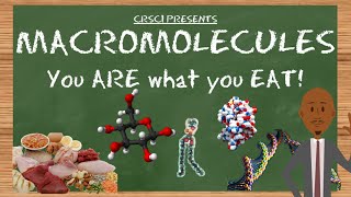 Macromolecules You ARE What You EAT [upl. by Thorndike549]