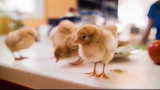 Best Foods amp Hellmanns Baby chicks arent trash [upl. by Ahteres]