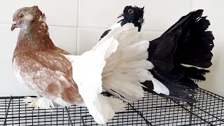 New Fantail Pigeons [upl. by Ardien]