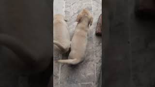 GET READY for Adorable Labrador Puppies for Sale [upl. by Naleag67]