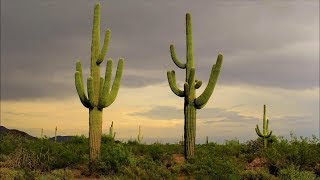 AMAZING Cacti and Succulents Worlds Most Spectacular Plants episode 11 of 14 [upl. by Ilrahc123]