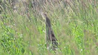 American Bittern Mating Call [upl. by Icnan]