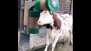 Une vache prend son pied avec une brosse [upl. by Sucrad]