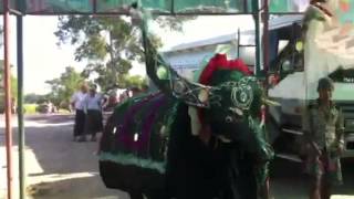 Dancing Buffalo in Myanmar [upl. by Alleras]