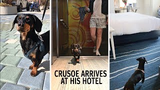 Crusoe the Dachshund Arrives at Dogfriendly Kimpton Shorebreak [upl. by Anaeli]