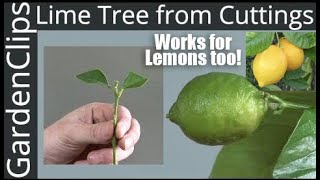 How to Grow Lime Trees from Clippings  Easy fast way to grow Lime Trees amp Lemon Trees from Cuttings [upl. by Reggis]