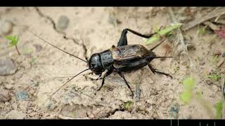 Cricket Sound Effects Free download No copyright FREE Sound effectHD  Copyright Free [upl. by Adnil]