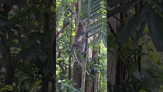 An Acrobat Monkey shortvideo nature wildlife primate thomsonnaturepark infraordersimiformes [upl. by Lubbock277]