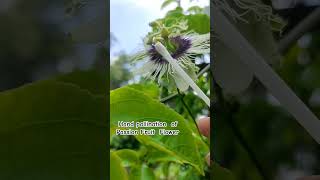 Hand pollination of Passion Fruit Flower fruit reels nature vairalshort garden beautiful [upl. by Siravart]