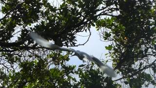 Pitcairn Island Fairy Tern [upl. by Malinde]