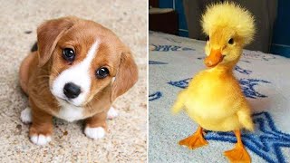 Funniest Animals 2024 😂 Best Funny Cats and Dogs 😻🐶 Part 20  Cute Baby Dogs [upl. by Rayburn]