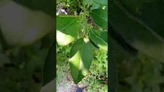 Winged Petiole Citrus Plants Leaf Modification Petiole in Botany citrus botanywithyoutube wing [upl. by Monarski]