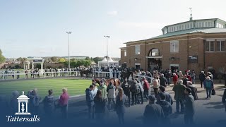 Tattersalls October Yearling Sale 2023 Review [upl. by Langley151]