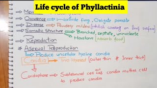 Life cycle of phyllactiniaStructureCharacteristicsReproduction fungi [upl. by Corsiglia]