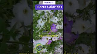 Petunias Flores Coloridas [upl. by Huan717]