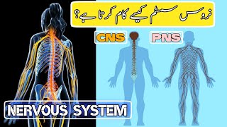 In Urdu Human Nervous System what is CNSPNSBrainSpinal cord and its work ep 01 [upl. by Ahseral]