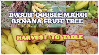 DWARF DOUBLE MAHOI BANANA FRUIT TREE  quotHARVEST TO TABLEquot banana nassaubahamas [upl. by Renferd]