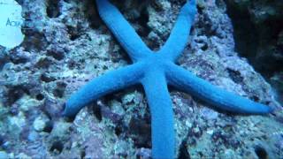 Blue Starfish Linckia Laevigata  AquaFishVietcom [upl. by Tristas]