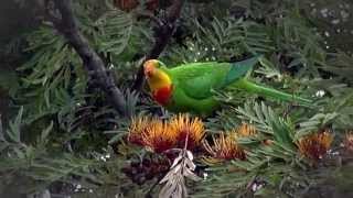 Superb Parrots Feeding [upl. by Robison]