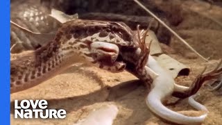 Death Adder Lures Lizard With A Worm On Its Tail [upl. by Azar]