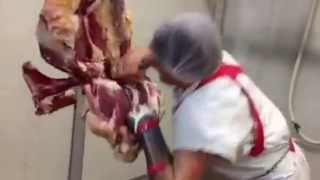 Boning a hind quarter of beef [upl. by Grimaldi]